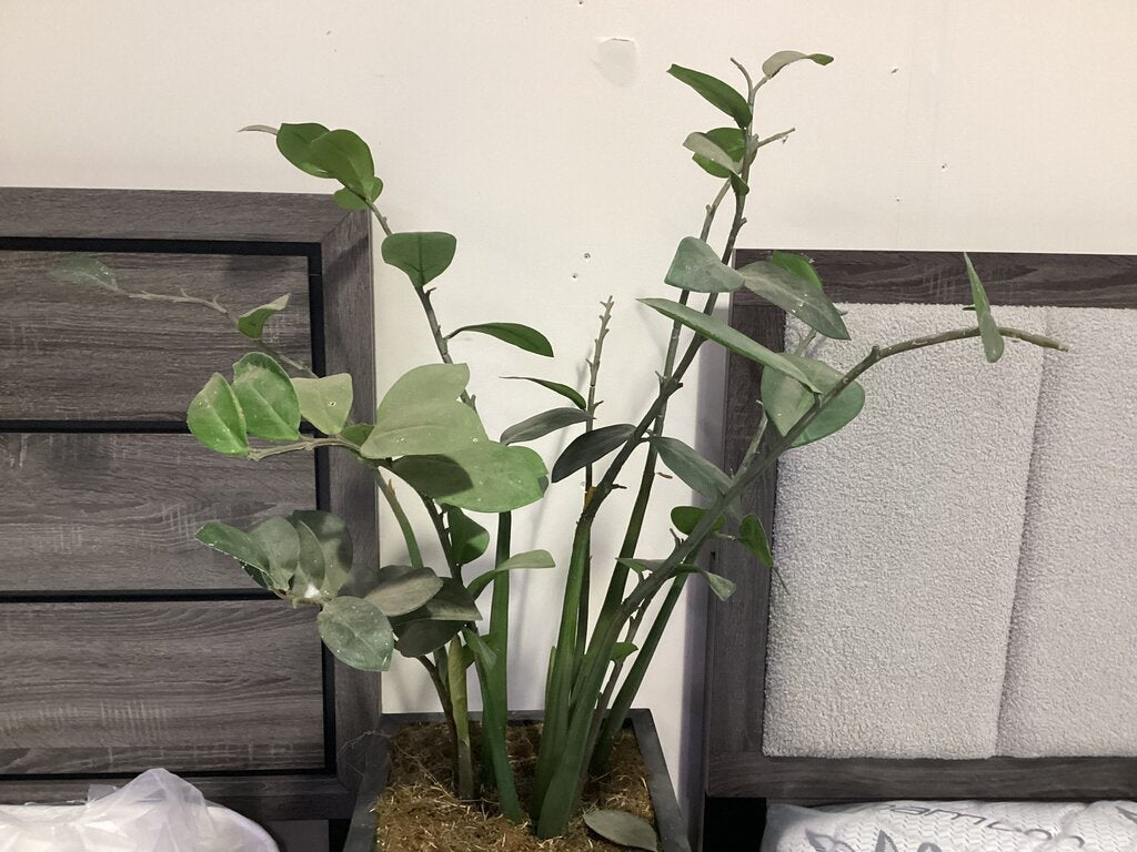 80943 (8524-27) Black 34in Planter w/Artificial Plant 12x12x60