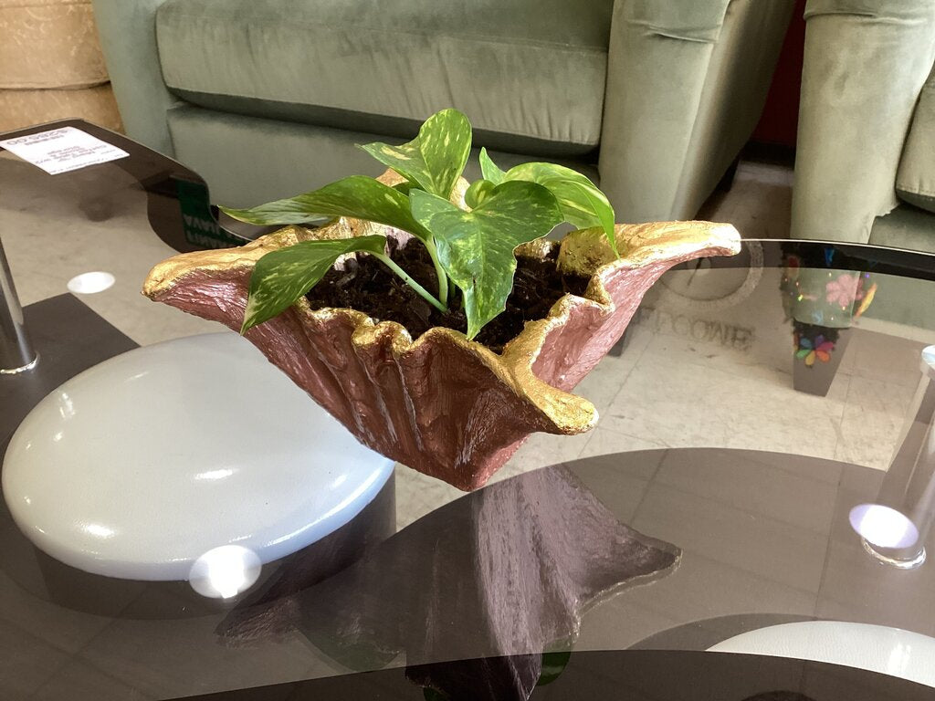86368 Handmade Cement Planter w/Golden Pothos 8x8x5