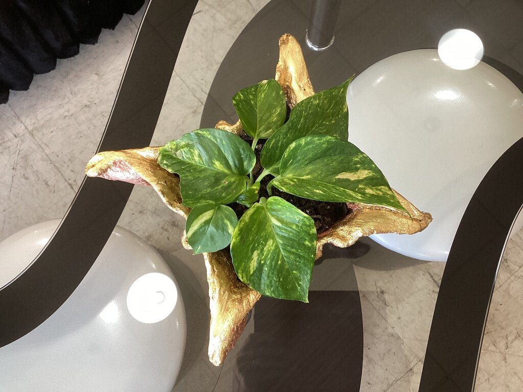 86368 Handmade Cement Planter w/Golden Pothos 8x8x5